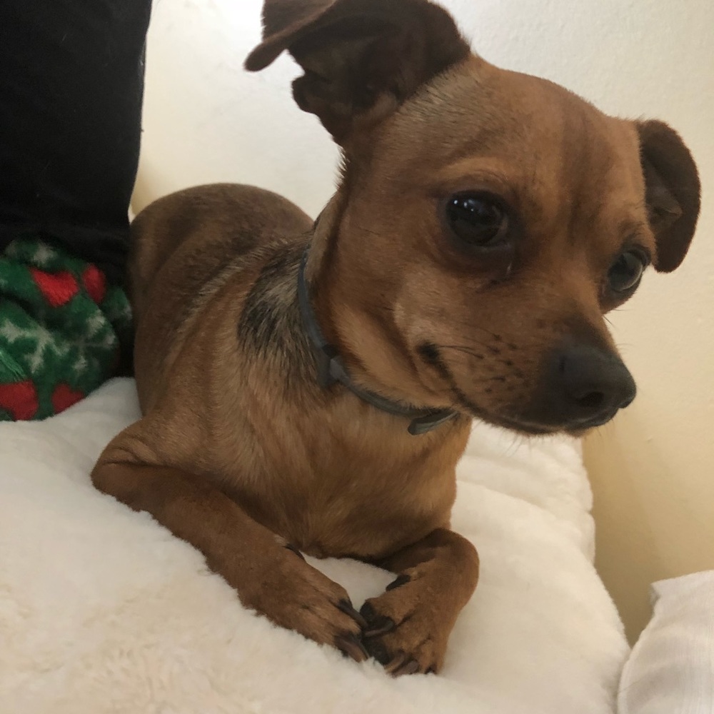 Meet your Posher, Ramona